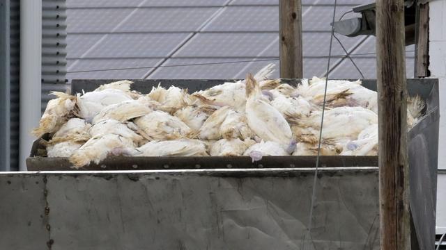 Geflügelpest: Vogelgrippe in Niedersachsen auf Rekordniveau