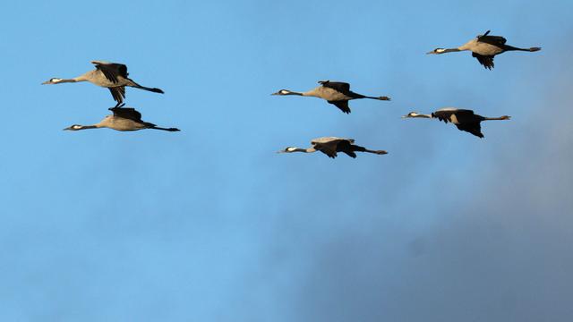 Krankheiten: Vogelgrippe: Zahl der erkrankten Tiere geht deutlich zurück