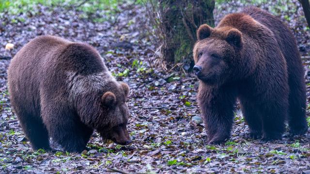 Mecklenburgische Seenplatte: Freya und Thor erkunden neues Zuhause im Bärenwald