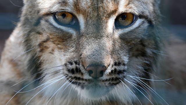 Tiere: Luchse in Thüringen haben erneut Nachwuchs