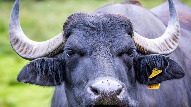 Hornvieh: Moorschützer und Wiederkäuer - 1.500 Wasserbüffel in MV