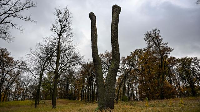 Folgen des Klimawandels: Potsdamer pflanzen neue Bäume im Park Babelsberg