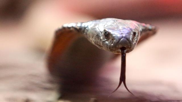 Behörden registrieren Zunahme: Schildkröte oder Schlange: Mehr geschützte Tiere in Hessen