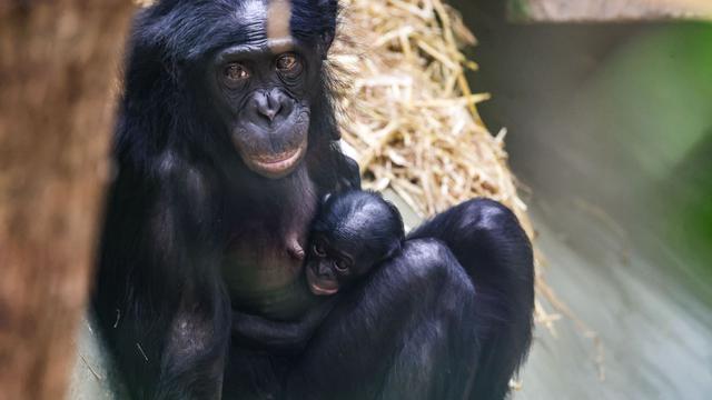 Tierischer Jahresrückblick: Affenbaby und Jubiläumselefant - NRWs Tiere des Jahres 2025