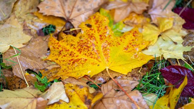 Bilanz Deutscher Wetterdienst: Berlin und Brandenburg erleben milden Herbst mit viel Sonne