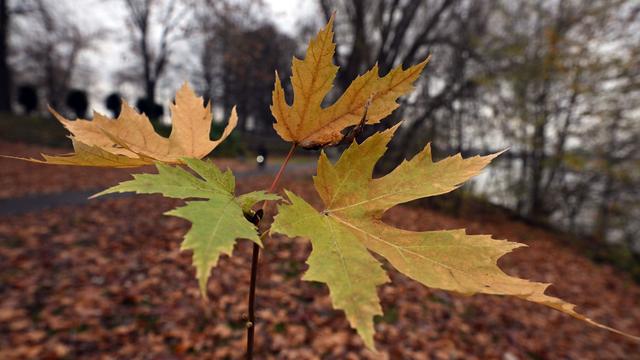 Wetter-Bilanz: DWD: Hitze und Schnee im Herbst 2025, aber keine Rekorde