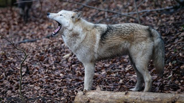Tiere: Gerissene Hirsche in Wildpark - Wolf ist verantwortlich