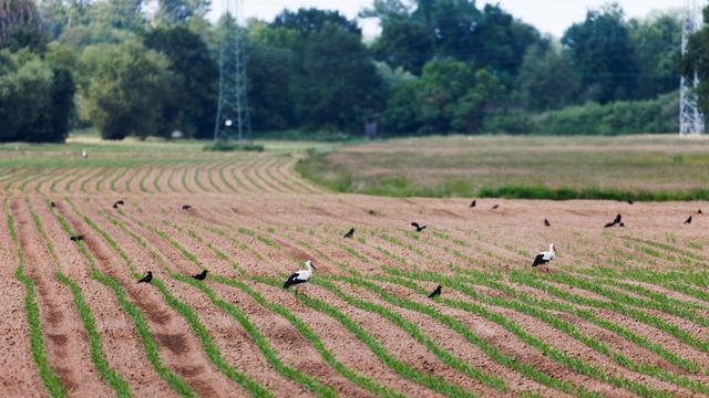 Jagdrecht: Hauk will Wolf und Biber ins Jagdrecht aufnehmen