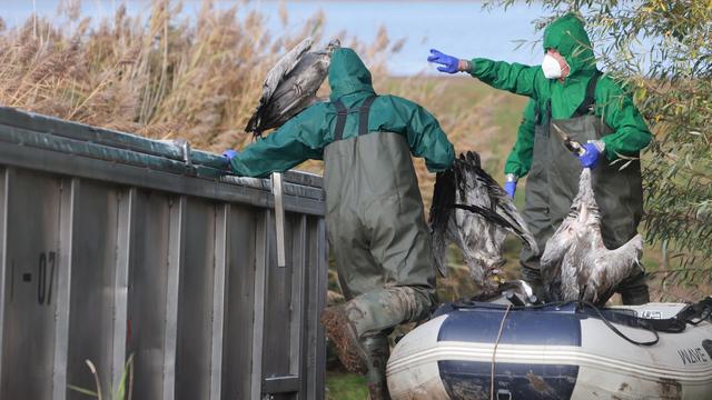 H5N1-Virus: Lage entspannt sich: Ist die Vogelgrippe-Welle vorbei?