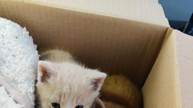 Tiere im Winter: Paar mit Hund rettet zwei Kätzchen vor dem Kältetod