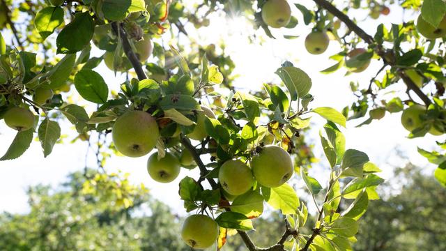 Naturschutz: Sachsen bildet Obstbaumpfleger aus