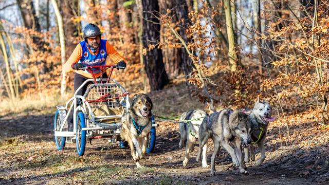 Schlittenhunde-Rennen: Schlittenhunde-Teams laufen in Klaistow um die Wette