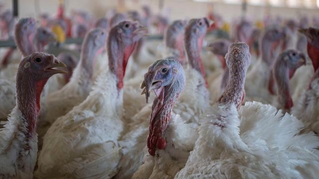 Geflügelpest: Was die Vogelgrippe-Welle den Steuerzahler kostet