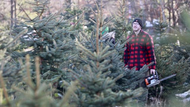 Weihnachten: Weihnachtsbäume selbst schlagen vor allem als Event im Trend
