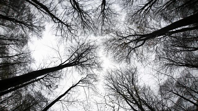 Wald in Schleswig-Holstein: Wald im Norden leicht erholt - Probleme bleiben