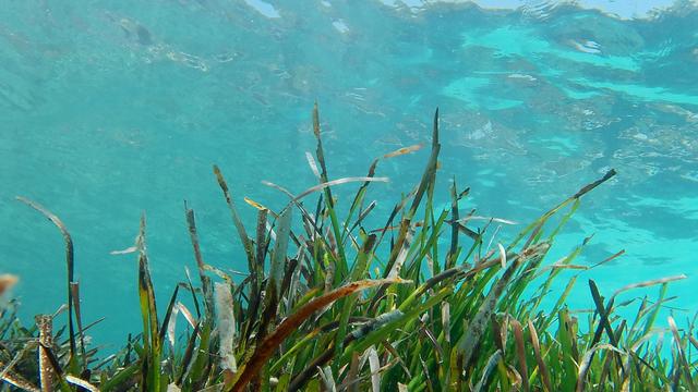 Umweltschutz: Naturschutzpreis für junge Umweltschützer aus Braunschweig