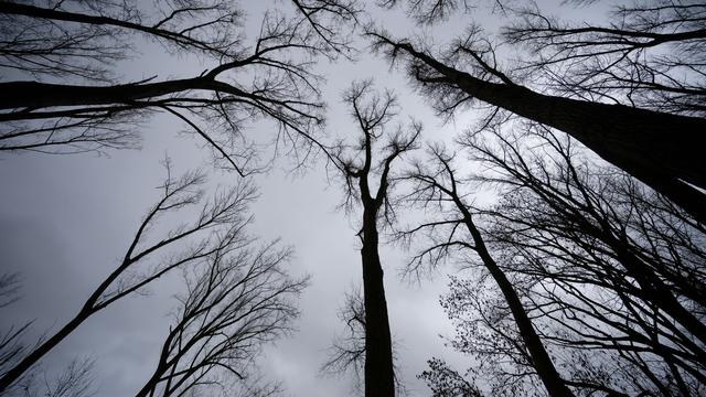 Wetterausblick: Dezember beginnt in NRW mild und oft nass