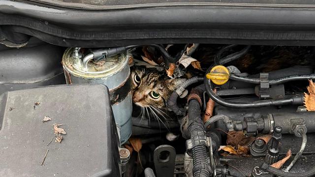 Tiere: Feuerwehr rettet im Motorraum eingeklemmte Katze