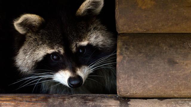 Invasive Art: Hamburger CDU-Fraktion will Waschbären kastrieren lassen