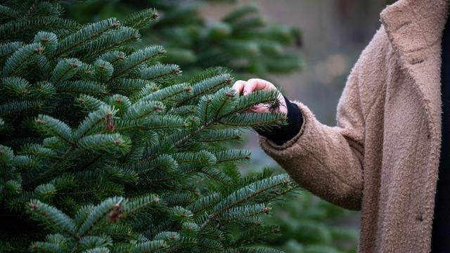 "O Tannenbaum": Landesforst MV startet Weihnachtsbaumverkauf