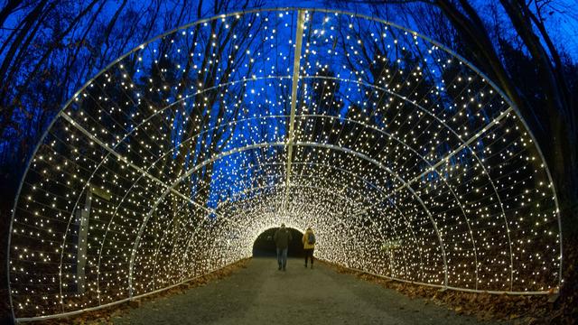 Adventszeit: Lichterzauber am Baumwipfelpfad