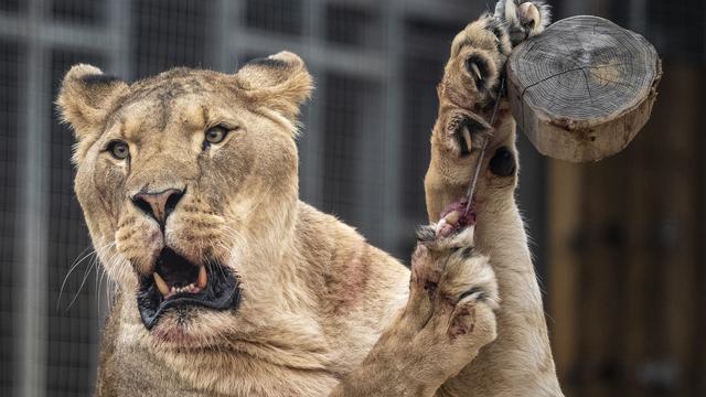 Tiere: Löwin tötet Eindringling in brasilianischem Zoo