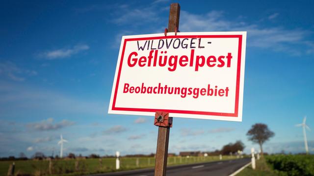 Gefahr für Geflügel: Keine Entwarnung: Über 20 Betriebe von Vogelgrippe betroffen