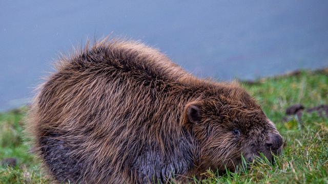Geschützte Art: Land plant weiter Finanzhilfen zum Umgang mit Biberschäden
