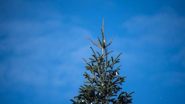 Baum der Gemeinde: Sieben Meter hoher Weihnachtsbaum umgesägt