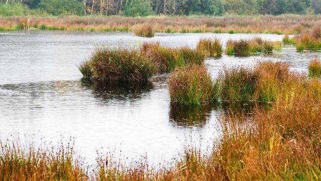 Klima- und Naturschutz: Wiedervernässung im Niewohlder Moor beginnt