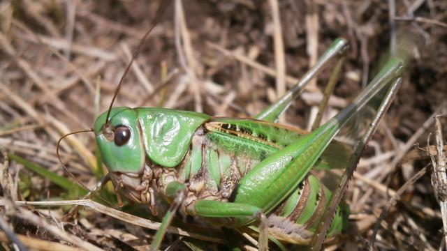 Tiere: Der Warzenbeißer ist Insekt des Jahres