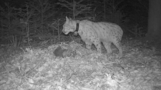 Wildtier: Sechs Luchse im Land sesshaft – 