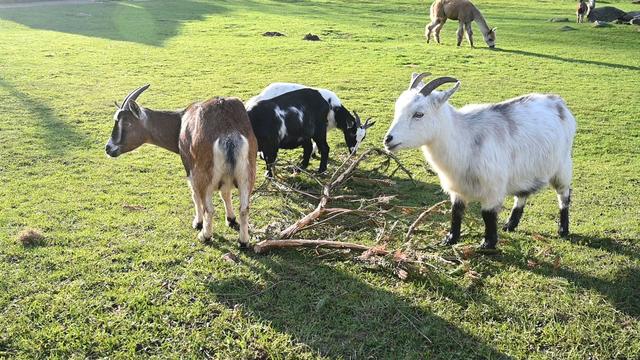 Landgericht: Von Ziege "aufs Korn" genommen? Unfall in Gehege vor Gericht