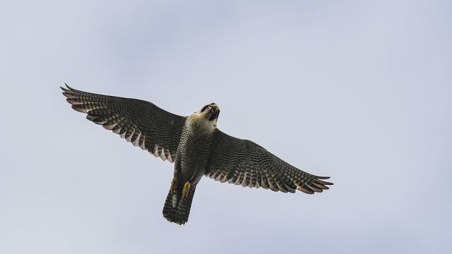 Natur in Bayern: Darum gelingt der Schutz für Uhu und Wanderfalke