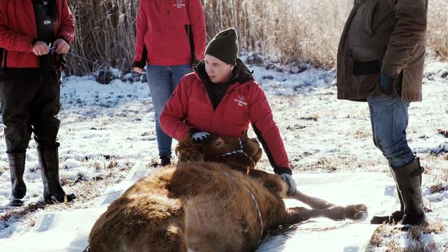 Tiere: Entflohene Kuh nach Monaten mit Betäubungspfeil gefangen