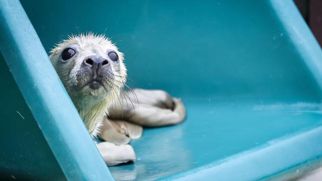 Seehundstation: Erste Kegelrobbenheuler im Friedrichskooger Aufzuchtbereich