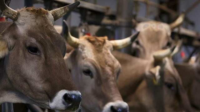 Tierschutzvergehen: Haftstrafe für Ex-Schlachthofbetreiber wegen Tierquälerei