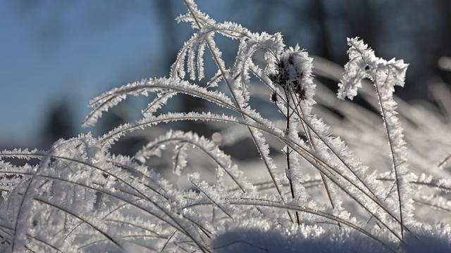 Wetter: Nebel, Frost und Glätte in Sachsen-Anhalt