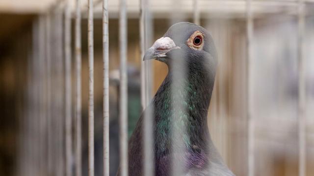 Diebstahl: Drei Brieftauben verschwinden spurlos in Quakenbrück