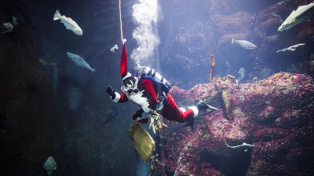 Multimar Wattforum: Nikolaus taucht zu den Fischen