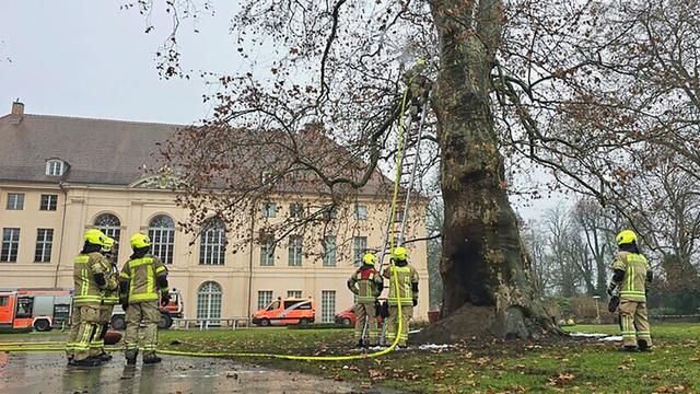 Brand im Stamm: Polizei ermittelt nach Brand an historischem Baum
