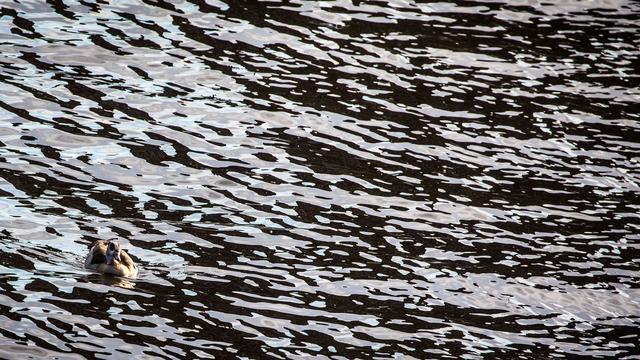 Wasserstraße: Bei Schiffsunfall läuft Dieselkraftstoff in den Main