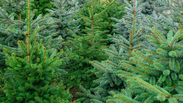 Kriminalität: 130 Weihnachtsbäume in Cottbus gestohlen