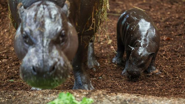 Nachwuchs im Zoo: Baby-Flusspferd im Duisburger Zoo übt eifrig schwimmen