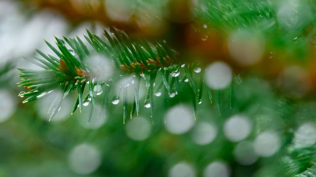 Weihnachten: Baum-Diebstahl im Wald: "Damit rechnen wir jedes Jahr"