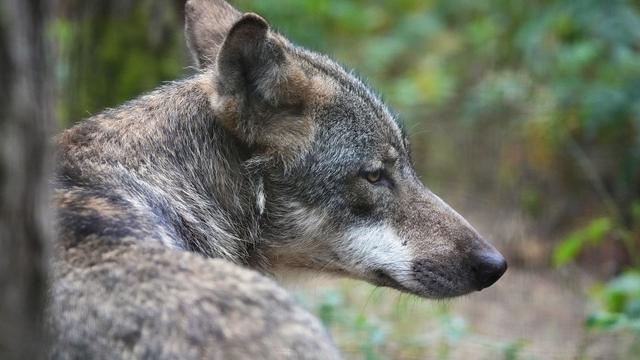 Tiere: Überfahren? Toter Wolf liegt in Elsterheide auf der Straße