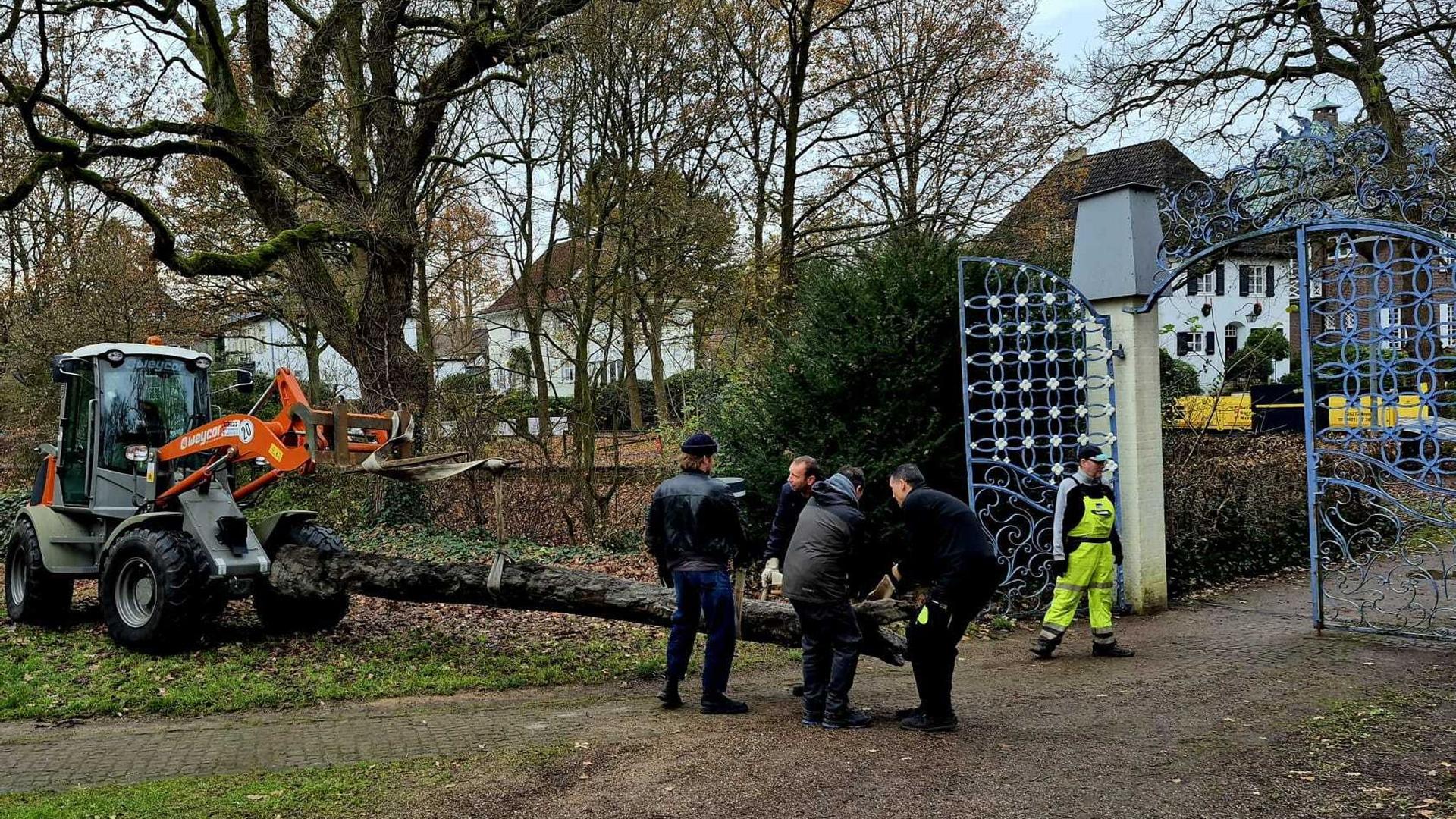 Bei Arbeiten in Bremen: 8.000 Jahre alter Eichenstamm bei Tunnelbau entdeckt