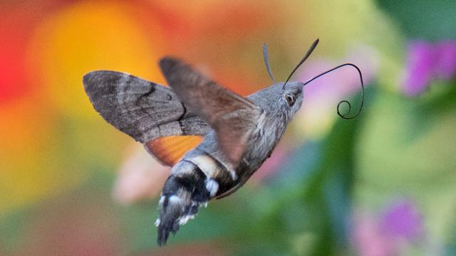 Natur und Klima: Advent, Advent, wer den Schmetterling erkennt