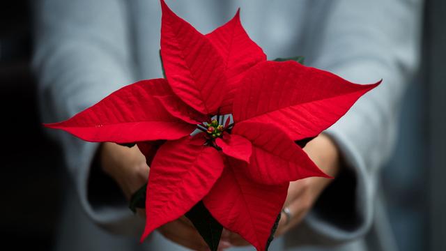 Pflanzen: Heimische Produktion an Weihnachtssternen geht zurück