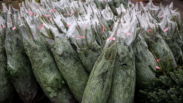 Baumschule: Produzent: Kunden kaufen Weihnachtsbaum früher